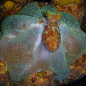 Bernadette-Jonge-20161231-Caribbean Octopus
